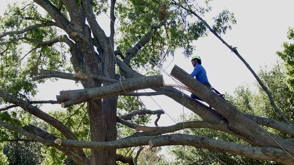 Professional Hazardous Tree Removal performed by certified arborists in Tarzan